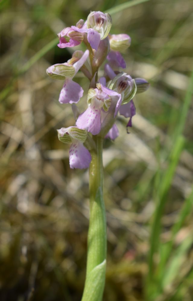 Orchidee di casa mia (Pianura Padana)