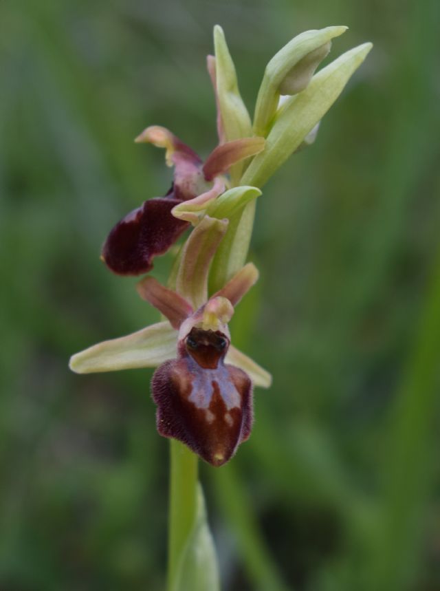 Orchidee di casa mia (Pianura Padana)