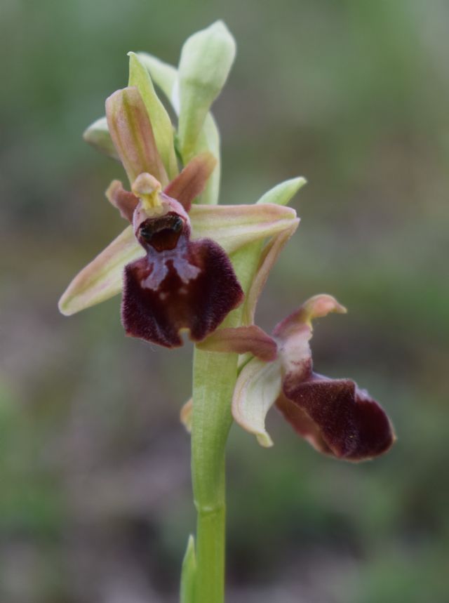 Orchidee di casa mia (Pianura Padana)