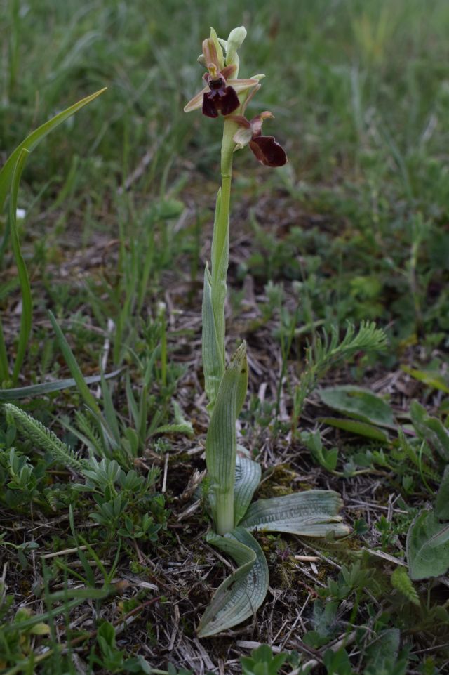 Orchidee di casa mia (Pianura Padana)