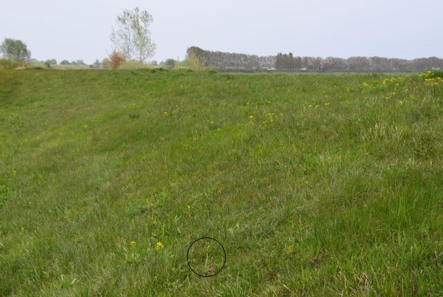 Orchidee di casa mia (Pianura Padana)