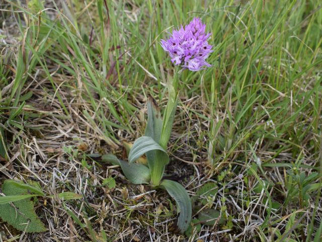 Orchidee di casa mia (Pianura Padana)