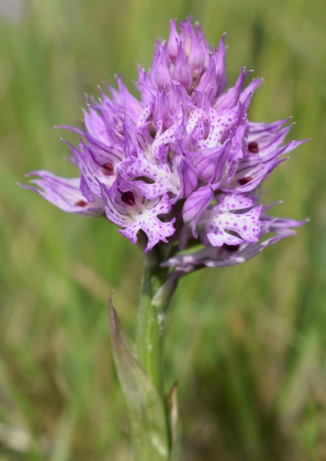 Orchidee di casa mia (Pianura Padana)