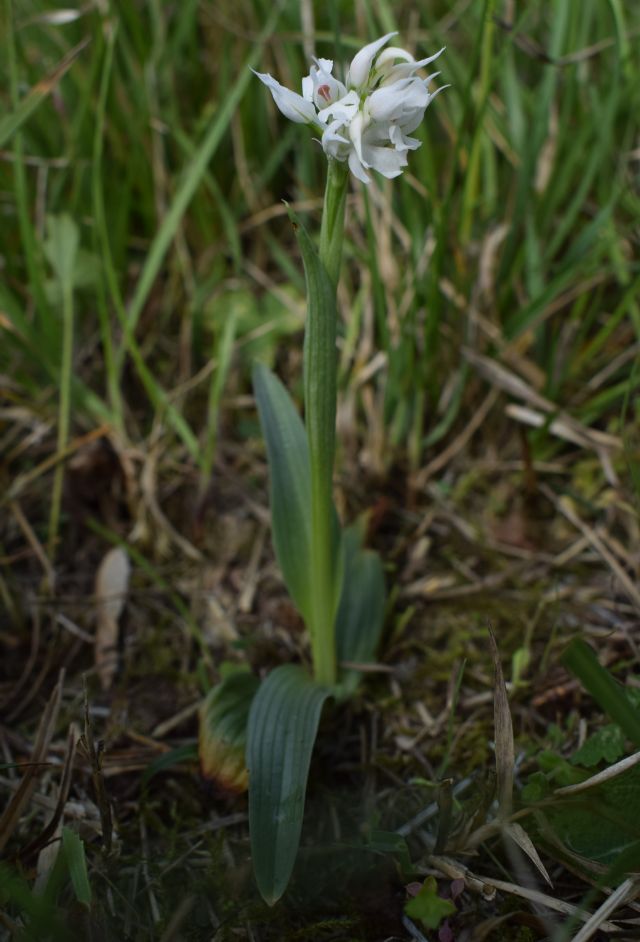 Orchidee di casa mia (Pianura Padana)