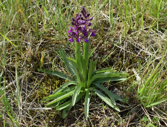 Orchidee di casa mia (Pianura Padana)