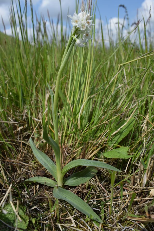 Orchidee di casa mia (Pianura Padana)