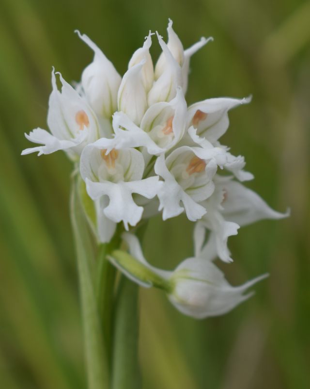 Orchidee di casa mia (Pianura Padana)