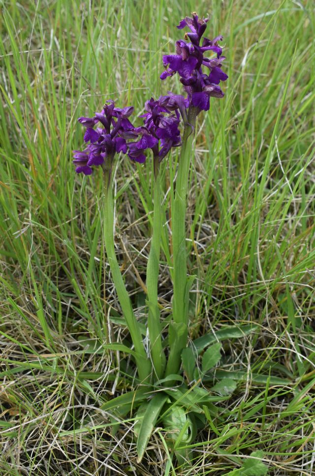 Orchidee di casa mia (Pianura Padana)