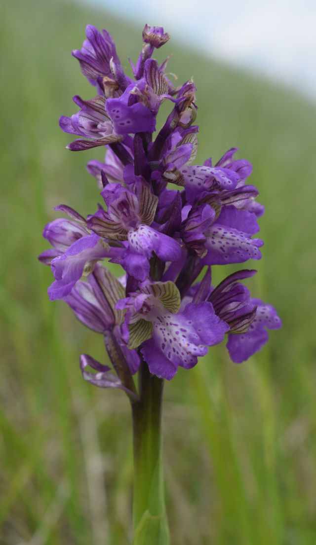 Orchidee di casa mia (Pianura Padana)