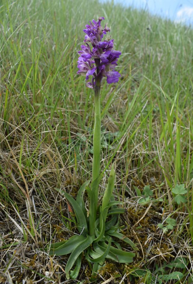 Orchidee di casa mia (Pianura Padana)