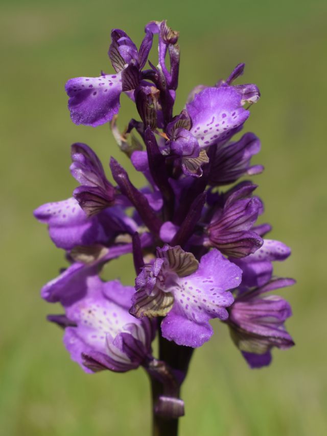 Orchidee di casa mia (Pianura Padana)