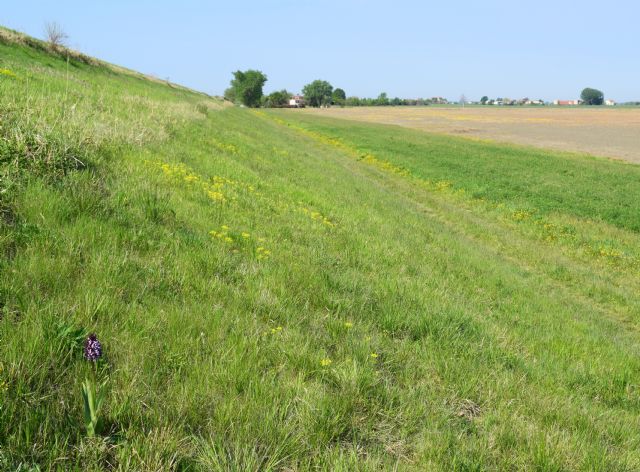 Orchidee di casa mia (Pianura Padana)