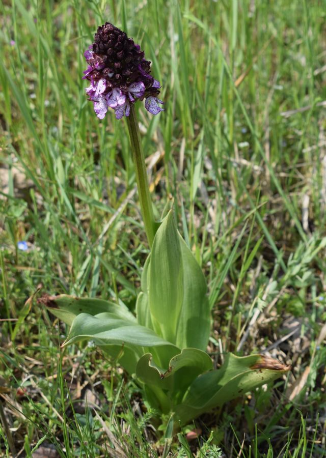 Orchidee di casa mia (Pianura Padana)