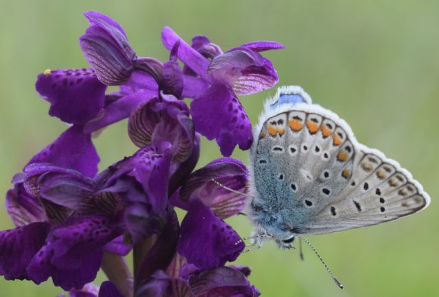 Orchidee di casa mia (Pianura Padana)