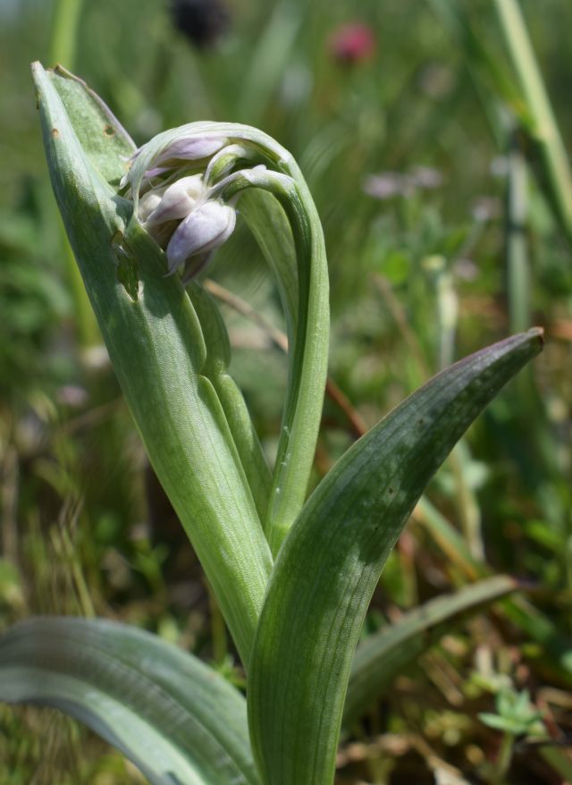 Orchidee di casa mia (Pianura Padana)