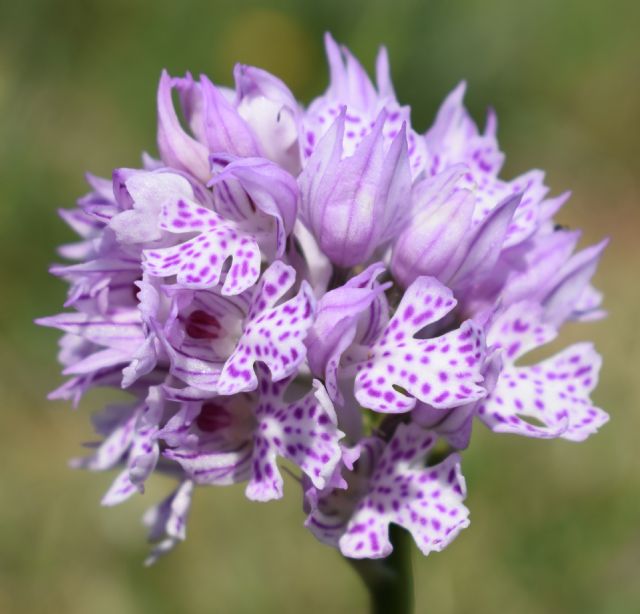 Orchidee di casa mia (Pianura Padana)