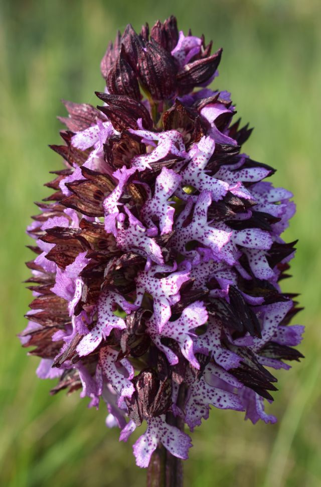 Orchidee di casa mia (Pianura Padana)