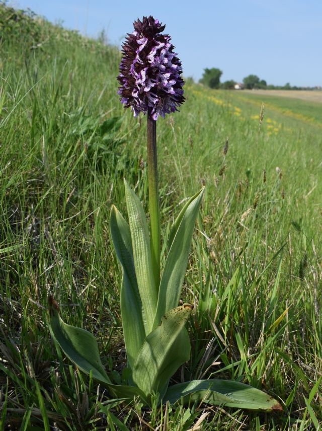 Orchidee di casa mia (Pianura Padana)