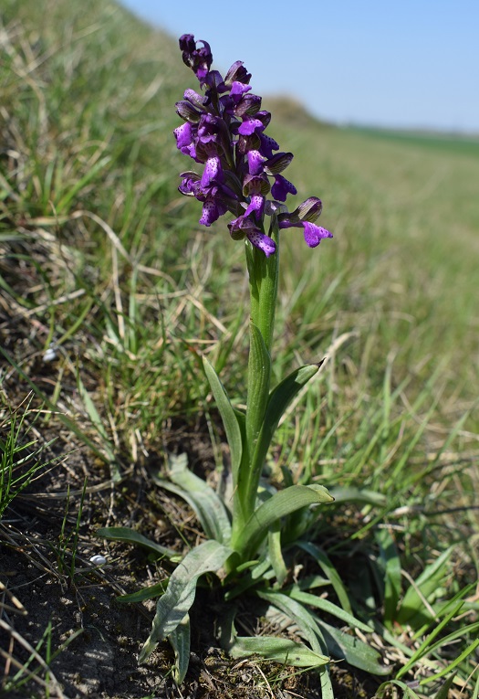 Orchidee di casa mia (Pianura Padana)