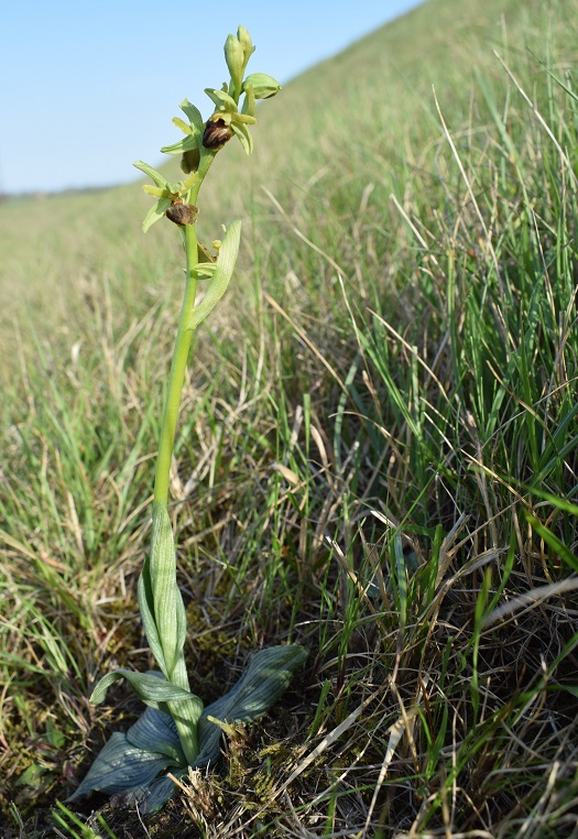 Orchidee di casa mia (Pianura Padana)