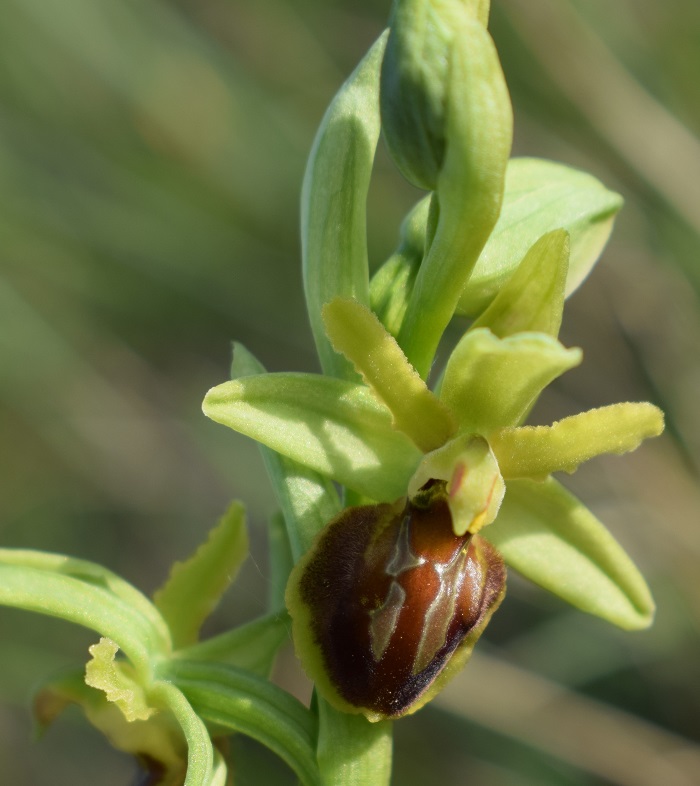 Orchidee di casa mia (Pianura Padana)