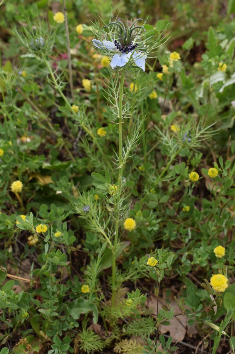 Che pianta �?   Nigella damascena (Ranunculaceae)