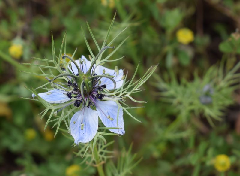 Che pianta �?   Nigella damascena (Ranunculaceae)