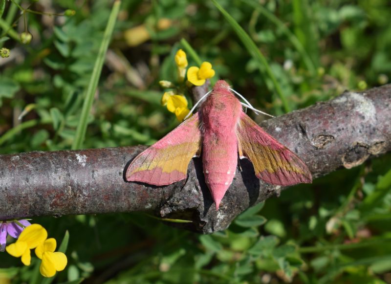 Deilephila porcellus (Sphingidae)