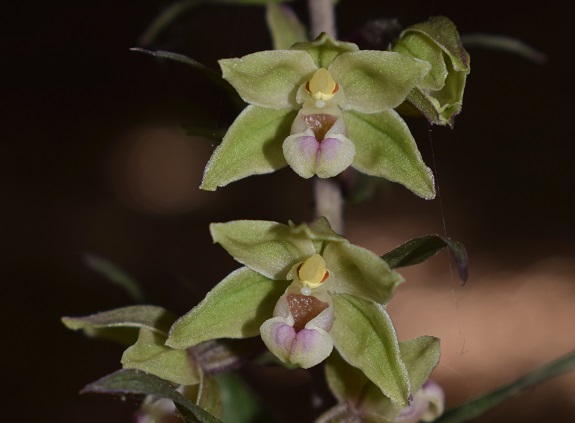 Epipactis purpurata? S, in coabitazione con Epipactis exilis (Appennino Modenese)