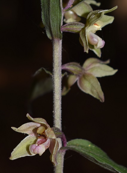 Epipactis purpurata? S, in coabitazione con Epipactis exilis (Appennino Modenese)