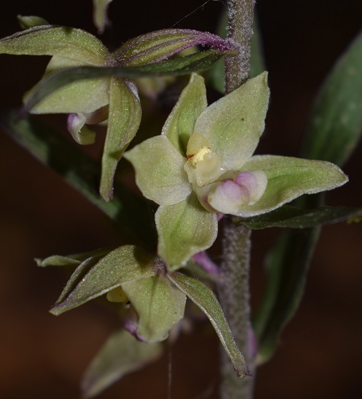 Epipactis purpurata? S, in coabitazione con Epipactis exilis (Appennino Modenese)