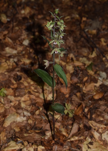 Epipactis purpurata? S, in coabitazione con Epipactis exilis (Appennino Modenese)