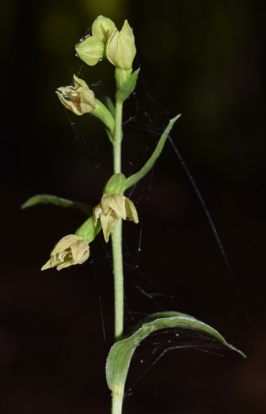 Epipactis purpurata? S, in coabitazione con Epipactis exilis (Appennino Modenese)