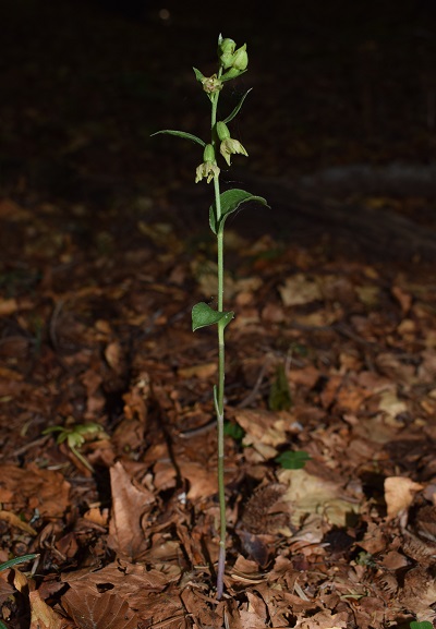 Epipactis purpurata? S, in coabitazione con Epipactis exilis (Appennino Modenese)