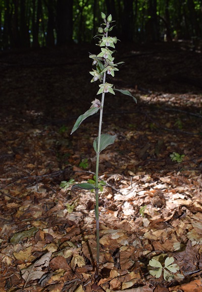 Epipactis purpurata? S, in coabitazione con Epipactis exilis (Appennino Modenese)