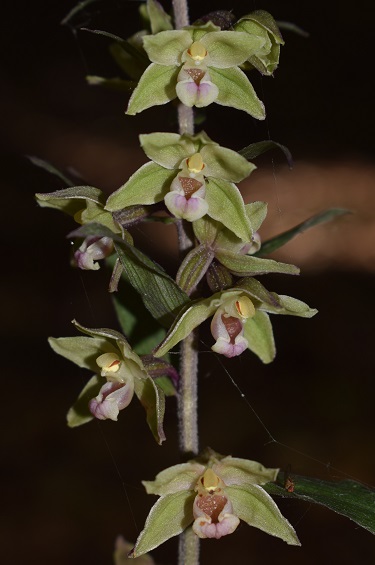 Epipactis purpurata? S, in coabitazione con Epipactis exilis (Appennino Modenese)