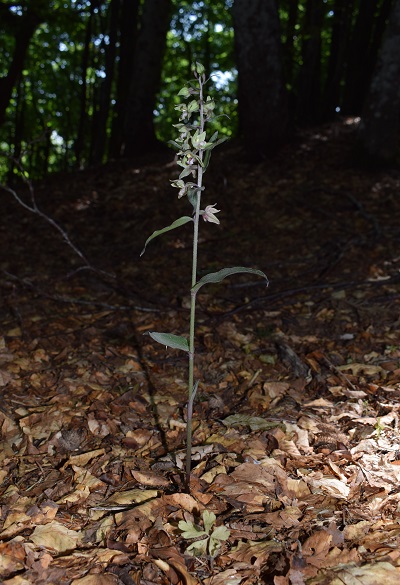 Epipactis purpurata? S, in coabitazione con Epipactis exilis (Appennino Modenese)