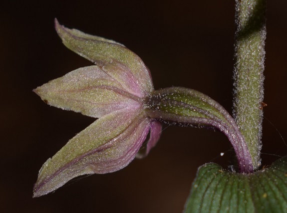 Epipactis purpurata? S, in coabitazione con Epipactis exilis (Appennino Modenese)