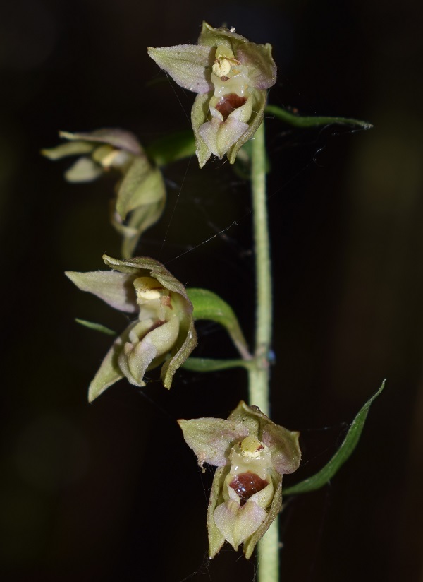 Per chi vuole cimentarsi col genere Epipactis