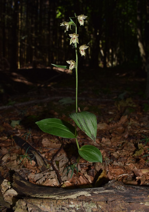 Per chi vuole cimentarsi col genere Epipactis