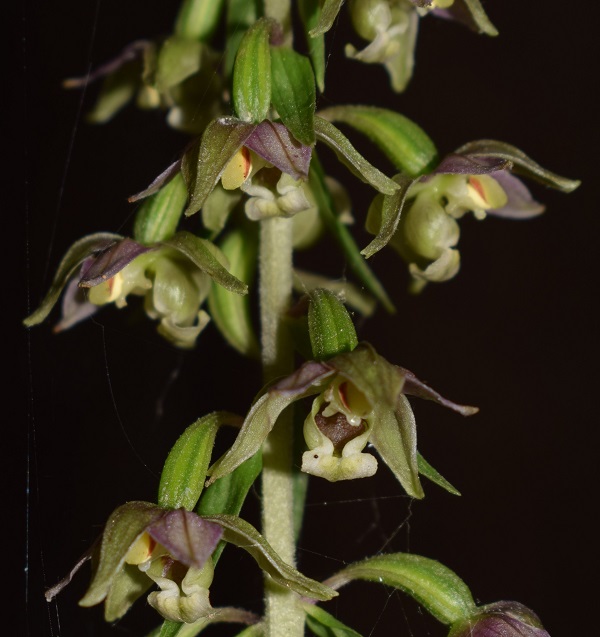 Per chi vuole cimentarsi col genere Epipactis