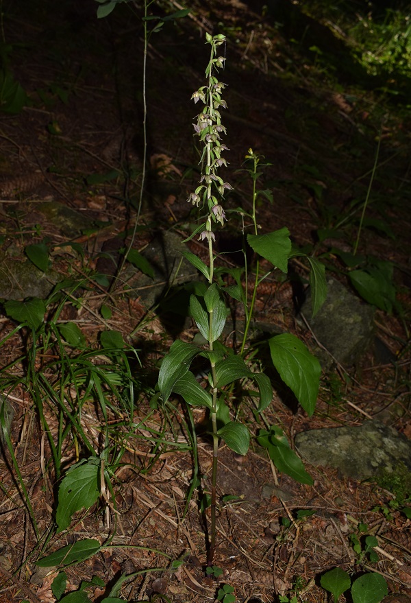 Per chi vuole cimentarsi col genere Epipactis