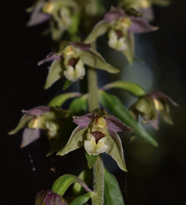 Per chi vuole cimentarsi col genere Epipactis