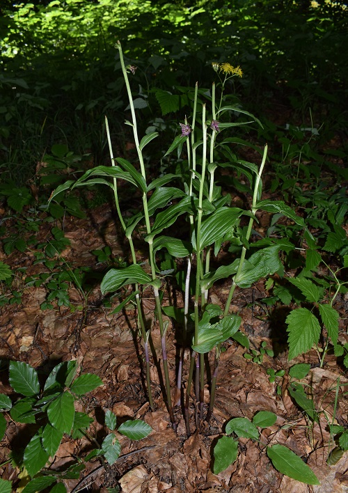 Per chi vuole cimentarsi col genere Epipactis