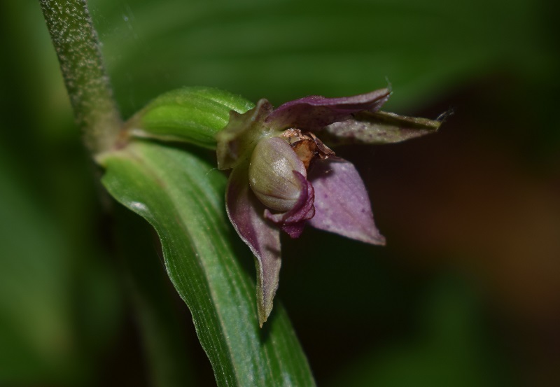 Per chi vuole cimentarsi col genere Epipactis