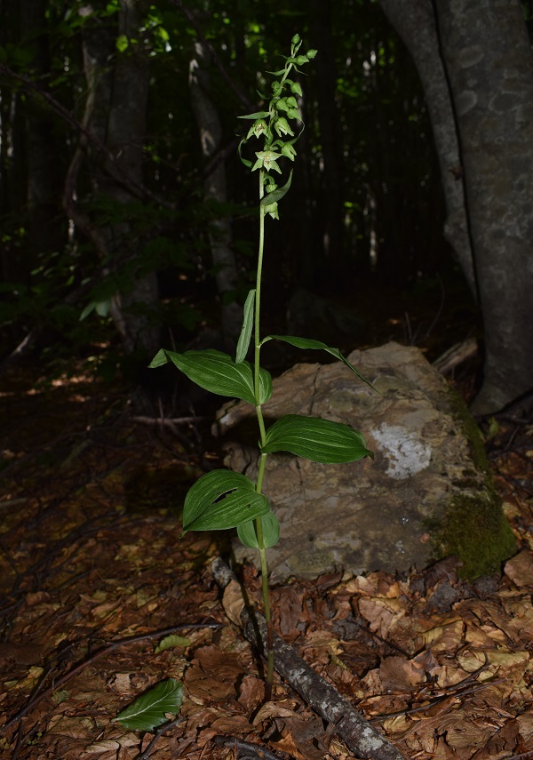 Per chi vuole cimentarsi col genere Epipactis