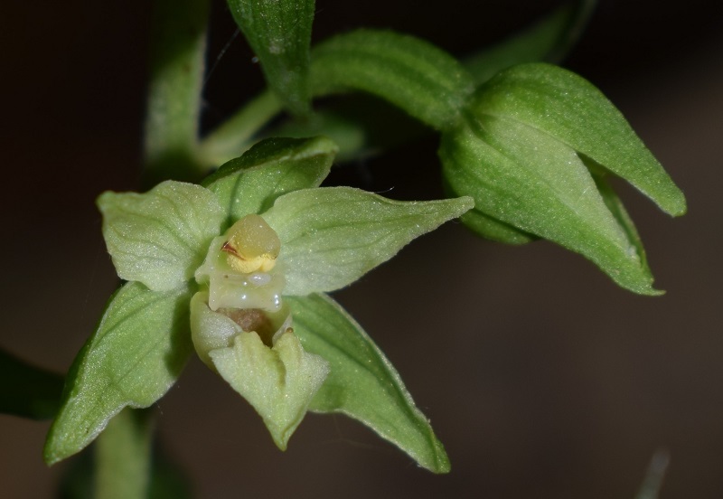 Per chi vuole cimentarsi col genere Epipactis