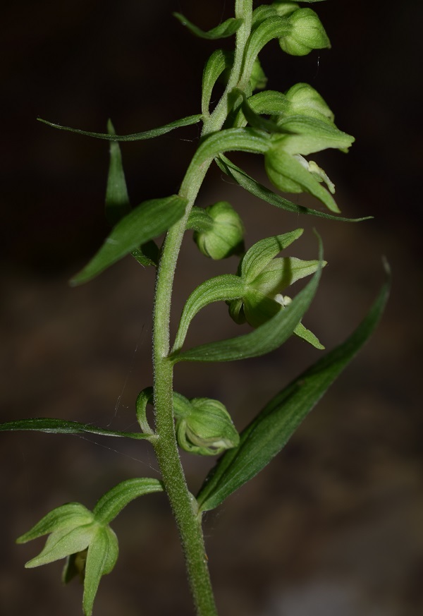 Per chi vuole cimentarsi col genere Epipactis