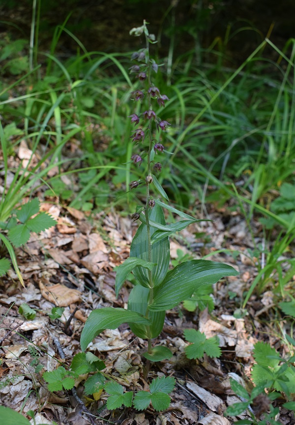 Per chi vuole cimentarsi col genere Epipactis