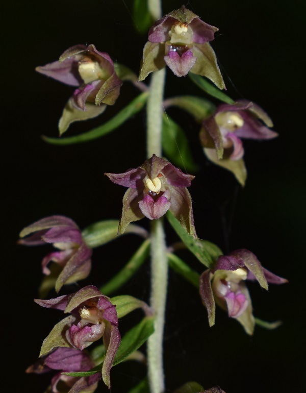 Per chi vuole cimentarsi col genere Epipactis